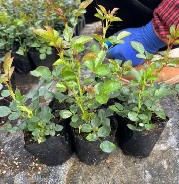 Small Rose Seedlings, Juice Variety Balcony Blooming Roses, Climbing Green Plants, Indoor Potted Plants, Easy to Grow Year-Round Vines
