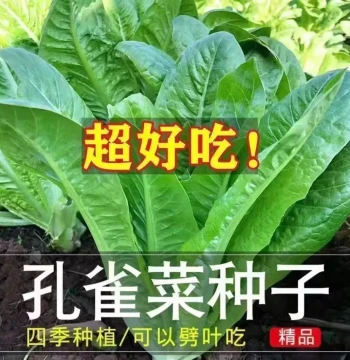 Peacock Lettuce Seeds - Pest-Resistant, Pesticide-Free, Crisp & Sweet Raw Eating Variety, High Nutrition, Upright Growth, Suitable for Year-Round Planting and Salads