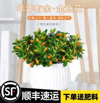 Goldfish Plant Potted, Four-Season Flowering Indoor Ornamental, Goldfish Flower for Living Room, Evergreen Peperomia Hanging Basket