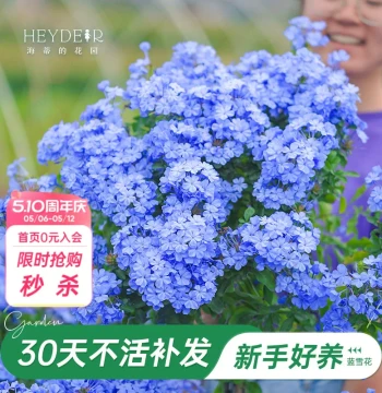 Heidi's Garden Flagship Store Blue Plumbago Potted Large Plant Lollipop Style for Balcony, Roof, and Courtyard - Easy-to-Grow Flowering Plant