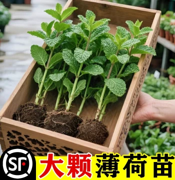 Edible Mint Seedlings | Indoor Potted Plants, Hydroponic Lemon Mint, Rosemary, Mosquito Repellent Greenery, Easy to Grow