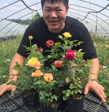 Small Seedling Rose Plants Climbing Flowering Roses Balcony Flowers Green Plants Indoor Potted Plants Four Seasons Easy to Grow Rose Bush Saplings