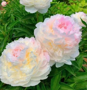 Peony Seedlings Cold and Heat Resistant Suitable for North and South Planting Double-Petal Large Flowers Balcony Courtyard Easy to Grow