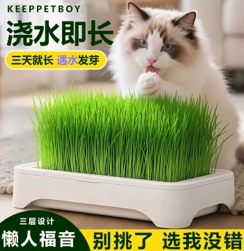 Soil-Free Hydroponic Cat Grass Planter Box Lazy Cat Grass Seed Germination Tray Wheat Hairball Relief Vomiting Aid Digestion