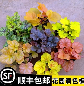Heuchera Potted Plants - Evergreen Foliage, Cold-Hardy, Shade-Tolerant Indoor/Outdoor Garden Ground Cover
