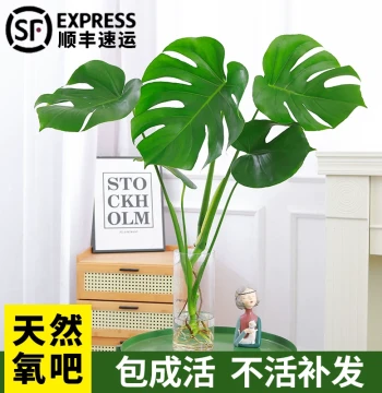 Monstera Deliciosa Potted Plant Old Stump, Indoor Air Purifying, Bird of Paradise Large Leaf Indoor Evergreen Foliage Plant, Hydroponic Plant