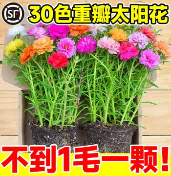 Double-Petal Portulaca Seedlings, Perennial Branches with Roots and Buds, Easy-to-Grow Indoor/Outdoor Flowering Plant, Year-Round Greenery