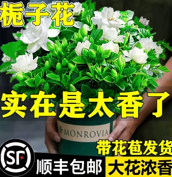 Gardenia Potted Flower Plant Indoor Pothos Balcony Hydroponic Greenery Jasmine Four-Season Easy Care Orange Jasmine
