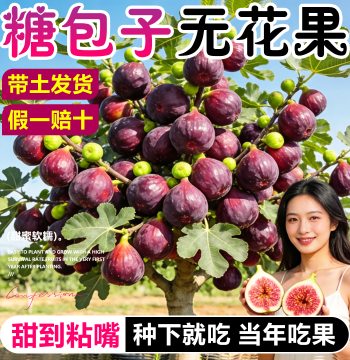 Extra-Large Fig Tree Saplings: Bordeaux and Grise Varieties, Suitable for North and South Regions, Potted Plants That Bear Fruit in the First Year