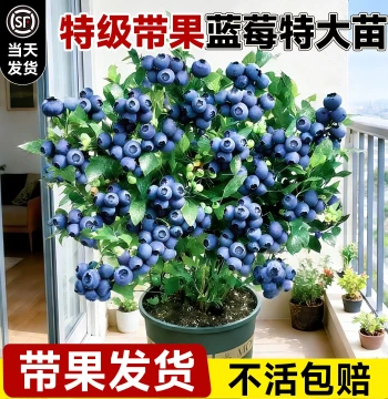 Blueberry Tree Seedling Potted Plant Extra Large Indoor/Outdoor Blueberry Sapling for Ground Planting, Balcony, All Seasons, North and South Region Fruit Tree