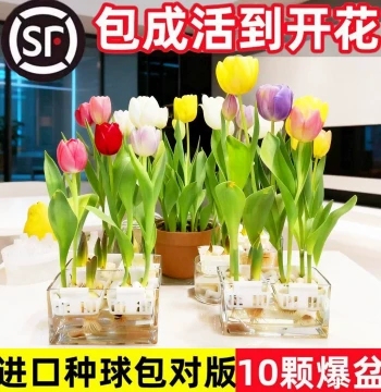 Tulip Bulbs for Hydroponics and Soil Cultivation, Indoor Plants, Easy to Grow Year-Round, Potted Flower Seedlings, Fresh Flower Seeds