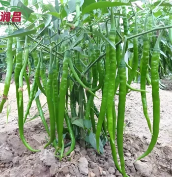 High-Yield Line Pepper Seedlings Red Line Pepper Er Jing Tiao Seedlings Extra Long Pepper Hangjiao Vegetable Seedlings Chili Plants Spring Balcony Potted Plants