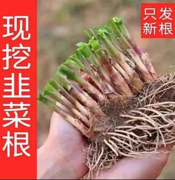 Freshly Dug First Crop Fragrant Small Leaf Chive Root Seedlings, Old Soil Variety, Purple Red Root, Fine Leaf Ben Jiu Vegetable Seedlings for Balcony and Ground Planting