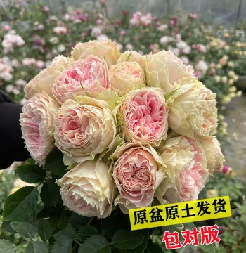 [Shahai Select] Multi-Season Blooming Balcony Shrub Series, Frequent-Blooming Rose Cuttings with High Survival Rate