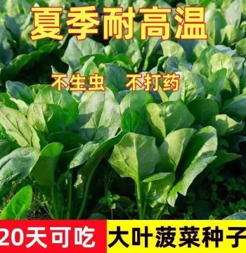 Summer Sowing Heat-Resistant Spinach Seeds, Shandong Red-Root Large-Leaf Spinach, Spring Four-Season Farm Vegetable Small-Leaf Spinach