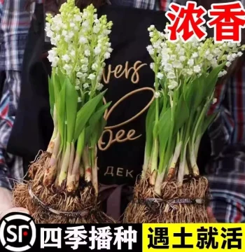 Lily of the Valley Seedlings with Buds and Roots, Potted Plant Bulbs, Imported Cold-Hardy Indoor/Outdoor Flowering Greenery, Year-Round Blooms