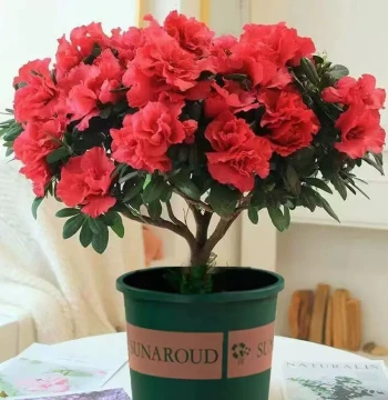 [With Flower Buds and Original Soil] Azalea Seedling Potted Plant, Indoor/Outdoor Living Room Balcony Greenery Bonsai