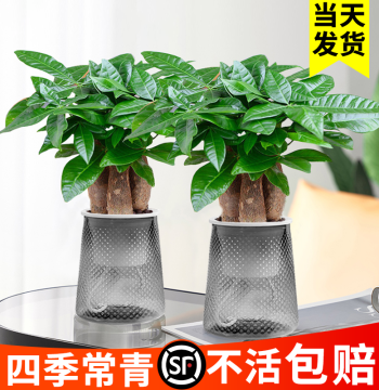 Money Tree Small Potted Plant Ornament, Office Pothos Green Plants, Flowers, Hydroponic Plants, Indoor Flowers, Asparagus Fern, Lucky Bamboo