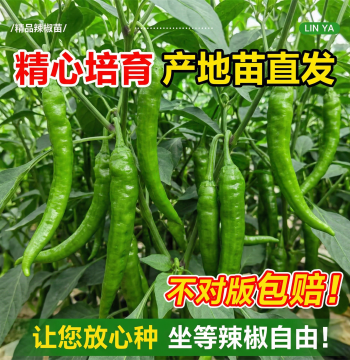Authentic Hunan Original Zhangshugang Chili Pepper Seedlings for Courtyard All-Season Planting, High-Yield Thin-Skin Pepper Vegetable Seedlings and Sprouts Collection