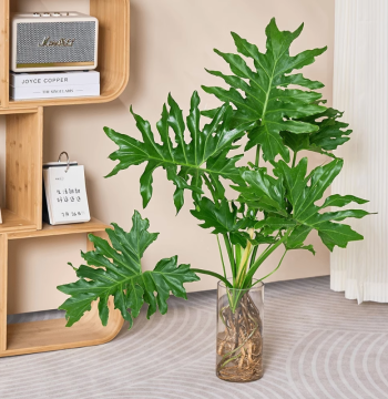 Philodendron Hope Hydroponic Plant, Dragon Scale Philodendron, Large-Leaf Indoor Potted Greenery for Living Rooms, Evergreen All Year