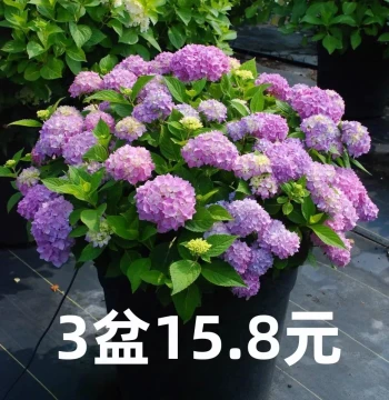 Endless Summer Hydrangea Potted Plant - Easy to Grow, Blooms Year-Round for Indoor Balcony, Courtyard, and Garden Greenery