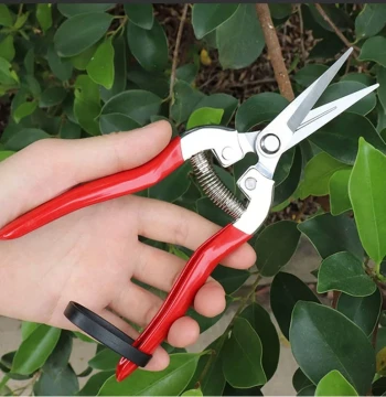 Japan Imported Stainless Steel Gardening Floral Pruning Shears Fruit Picking Scissors Branch Trimmers Fruit Thinning Scissors Vegetable Fruit Shears Harvesting Scissors