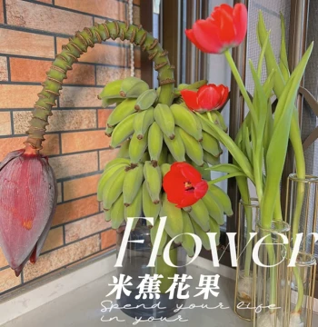 Prohibited Green Anxiety Office Hydroponic Banana Flower Arrangement, Real Rice Banana Fresh Cut Flowers, Minimalist Indoor Greenery Decor