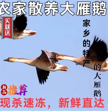 Whole Fresh-Frozen Wild Goose from Chagan Lake, Northeast China, 5-10 lbs Gift Box, Slaughtered to Order for Gifting