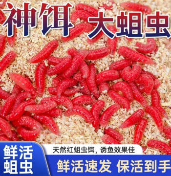 Live Red Maggot Bait for Outdoor Wild Fishing