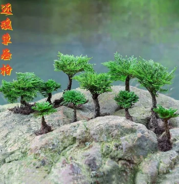 Selaginella (Resurrection Plant) Potted Plant, Living Art Miniature Bonsai, Creative Rockery Green Water-Absorbing Stone Garden Grass