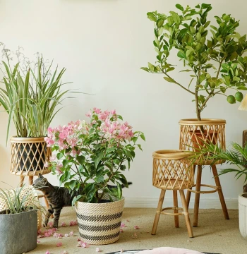 Na's Greenhouse Nordic INS Style Living Room Plant Decor - Bamboo Woven Basket for Monstera and Balcony Flower Stand