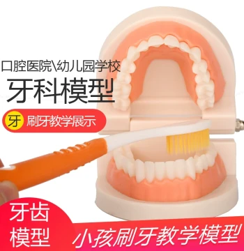 Tooth Model for Kindergarten Early Education - Standard Double-Sized Fake Dental Mold for Children's Oral Hygiene Teaching