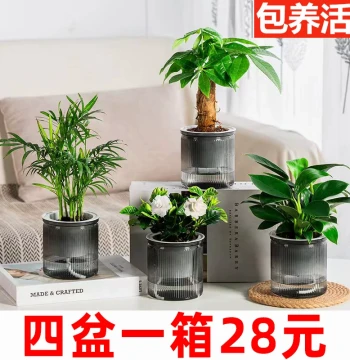 Hydroponic Green Plant 4-Piece Set: Money Tree, Orange Jasmine, Gardenia - Desktop Pots for Office