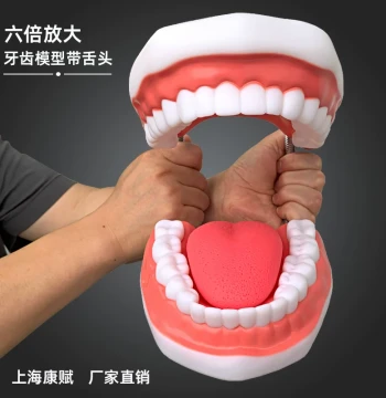 Tooth Model for Kindergarten Early Education, Dental Brushing Mold with Tongue for Children's Oral Teaching Display