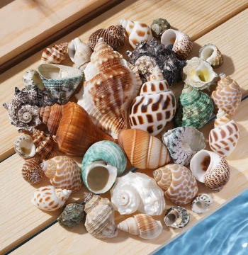 Hermit Crab Replacement Shells Conch Shells Attractive Specialty Snail Shells New Pet Crab Shells