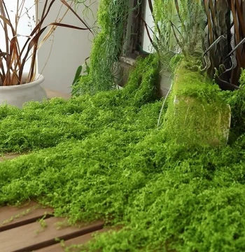 Artificial Jungle Moss, Fake Green Moss, Simulated Turf, Landscaping Thread, Artificial Vegetation, Fake Grass, Lawn, Flower Pot Ground Cover