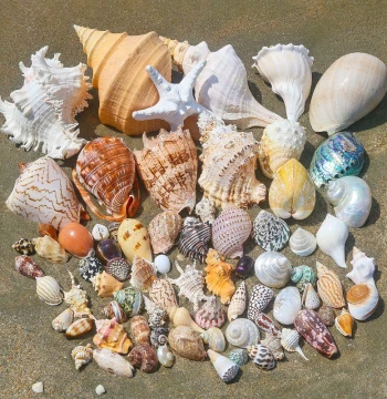 Natural Seashell Conch Starfish Hermit Crab Replacement Shell Handmade DIY Shell Photo Frame Fish Tank Landscape Large Conch Shell