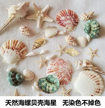 Natural Seashells, Conchs, Starfish & Sea Urchin Shells - DIY Crafts, Photo Frames, Aquarium Decor