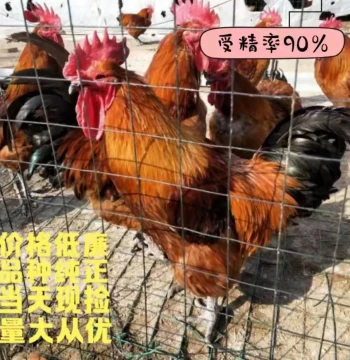 Purebred Hongyao Chicken Breeding Eggs, Fertile Eggs for Hatching Chicks, Free-Range Native Chicken Eggs, Guaranteed Fertility Rate, 10 Eggs with Free Shipping