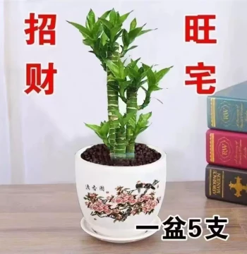 Lucky Bamboo Plant 'Step-by-Step Rise' - Small Potted Plant for Living Room Wealth Attraction, Office Desktop Decor, Air Purifying