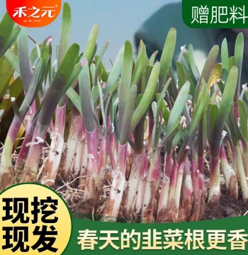 Freshly Dug Spring Chive Roots - Purple Root Chive Seedlings for Home Gardening in All Seasons (Small and Wide Leaf Varieties)