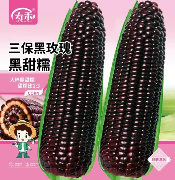 Black Waxy Corn Seeds - Sweet, Glutinous, High-Yield Fruit Corn