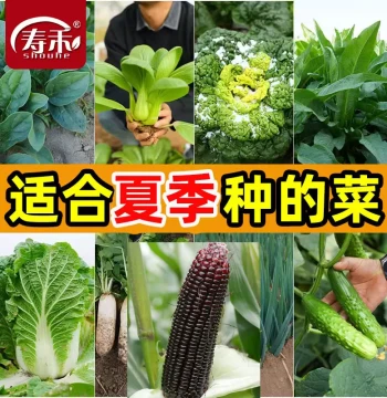 Vegetable Seeds Suitable for Summer Planting, All-Season Lettuce, Coriander Collection, April Sowing Seeds