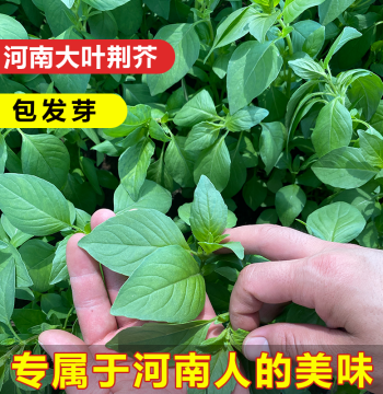 Henan Large-Leaf Jingjie Seeds - Basil Varieties for Spring and Autumn Planting
