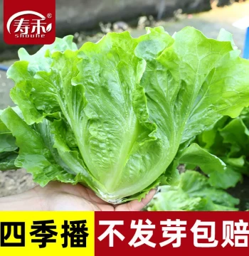 Italian King Lettuce Seeds, All-Season Seedlings, Cream Peacock Lettuce Variety