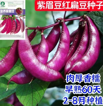 Authentic Hyacinth Bean Seeds, Purple-Red Eyebrow Beans for Spring, Autumn, and Winter, Stringless Pole Bean Vegetable Seeds