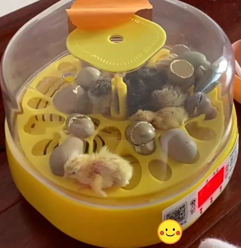 Hatchable Chicken Duck Quail Breeding Eggs Chicks Yellow Ducklings Black Ducklings Fertilized Eggs Fully Automatic Incubator
