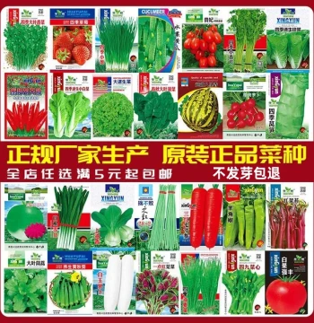 Vegetable Seeds for Year-Round Planting in Pots, Balconies, and Courtyards: Cucumber, Beans, Tomato, Melon – Easy to Grow Spring Seeds Collection