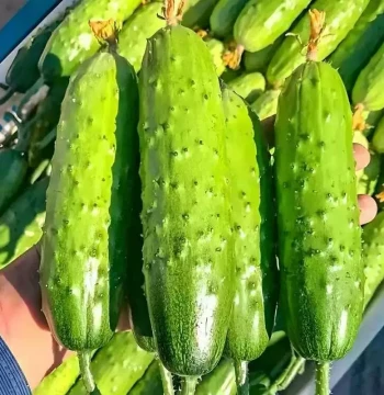 Fruit Cucumber Seeds That Crawl Without Trellises, Year-Round Courtyard and Balcony Potted Vegetable Seeds