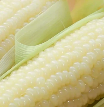 White Sweet Waxy Corn Seeds – High-Yield, Non-GMO, Nationally Approved, Super Sweet and Sticky Variety for Year-Round Planting